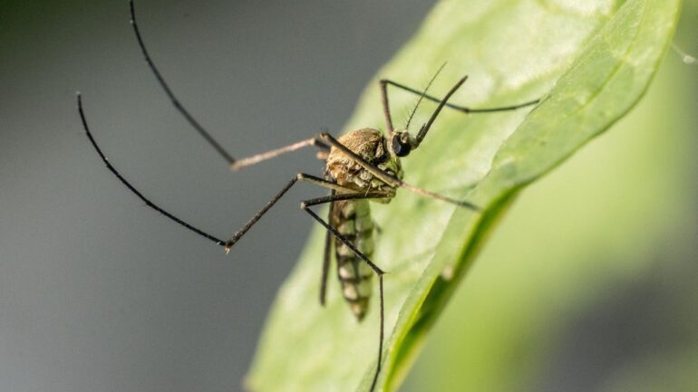 What Are the Benefits of Mosquito Control Near Me?