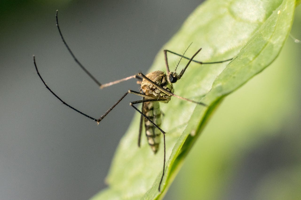 What Are the Benefits of Mosquito Control Near Me?